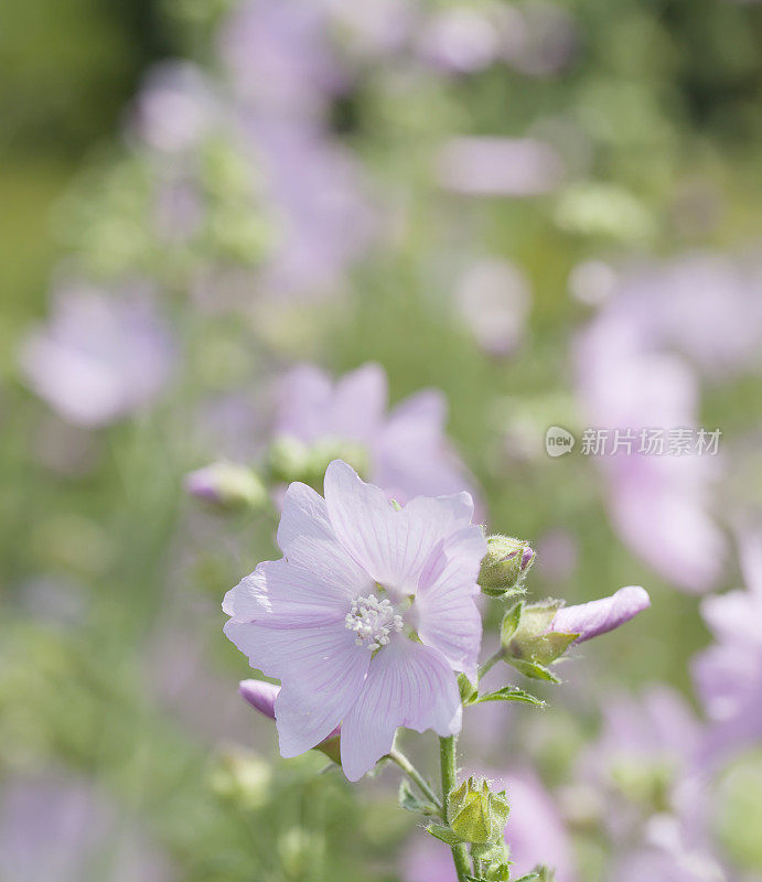 锦葵(Malva moschata)